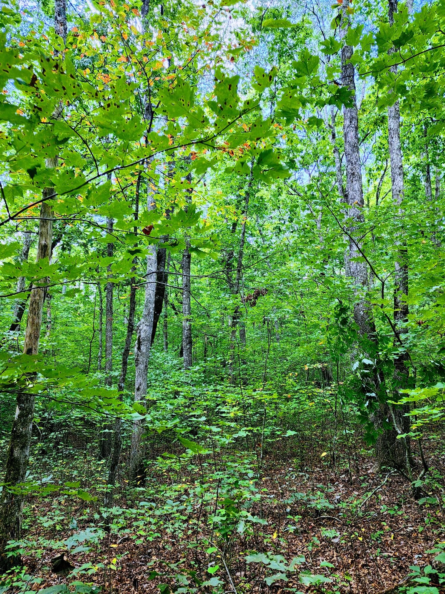 75 Hunters Trail Way, Unit 75 76 Altamont, TN 37301 - Photo 12 of 52 20220914_131318~2