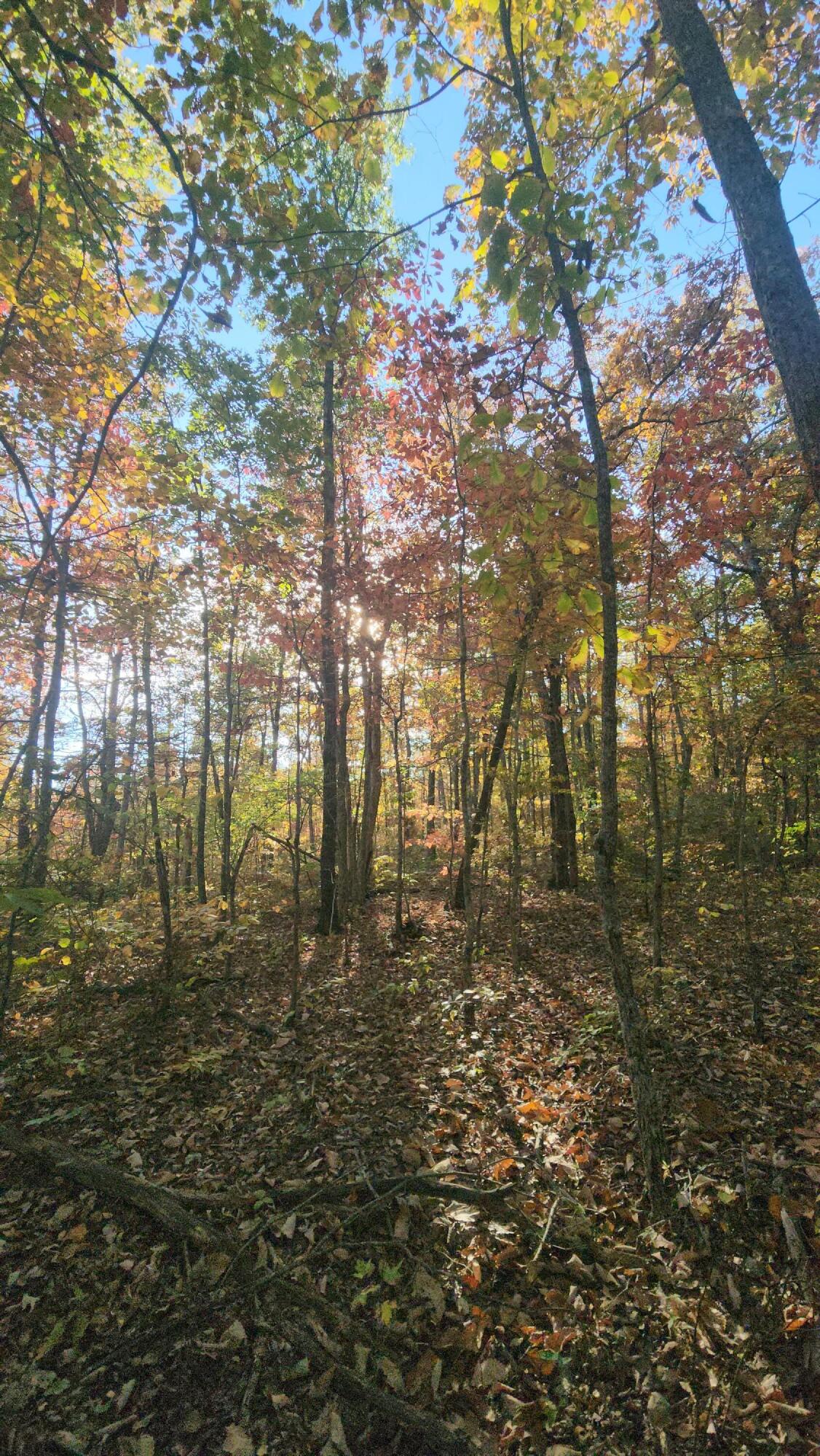 75 Hunters Trail Way, Unit 75 76 Altamont, TN 37301 - Photo 19 of 52 20221021_160252