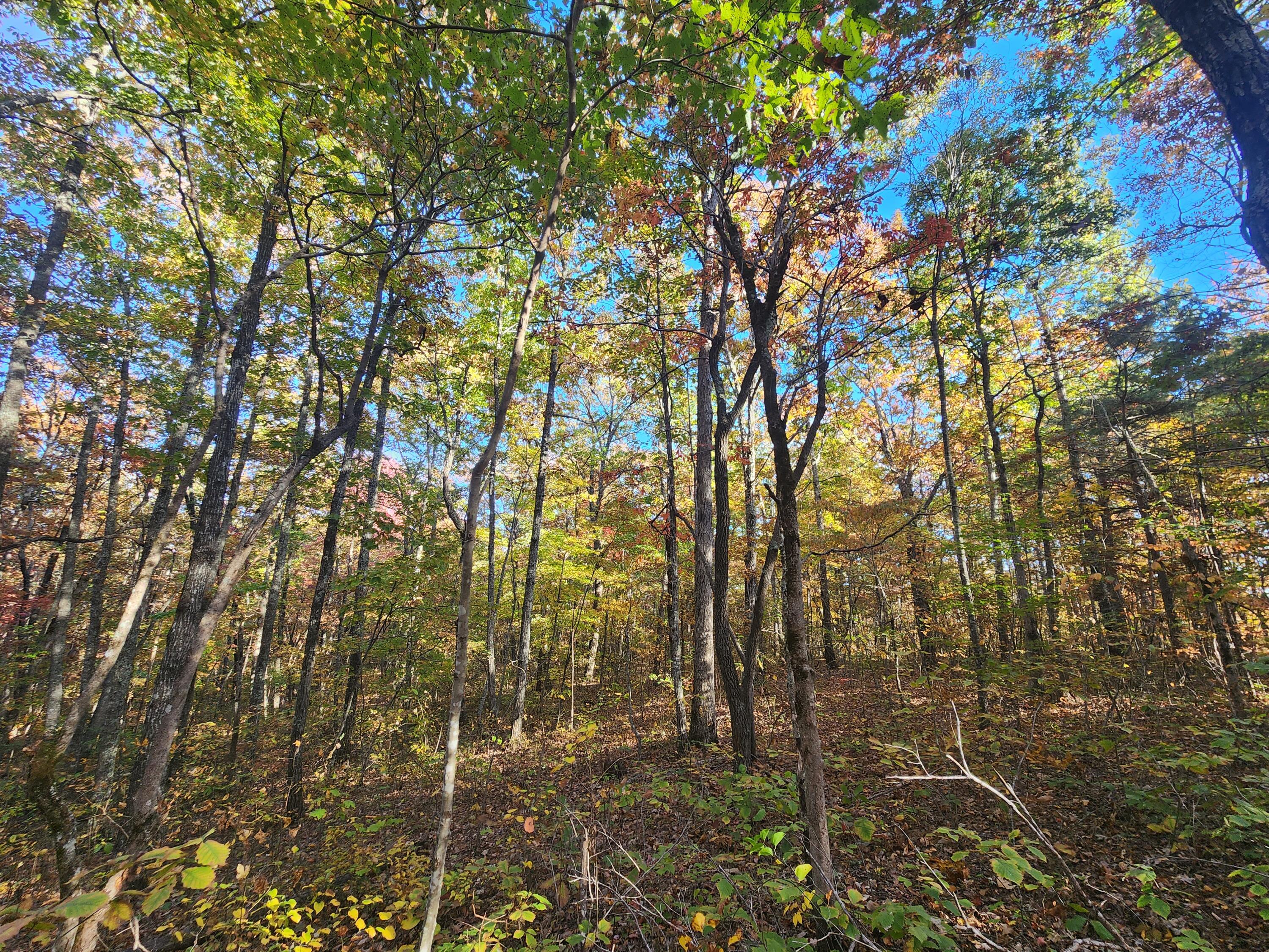 75 Hunters Trail Way, Unit 75 76 Altamont, TN 37301 - Photo 27 of 52 20221021_155808