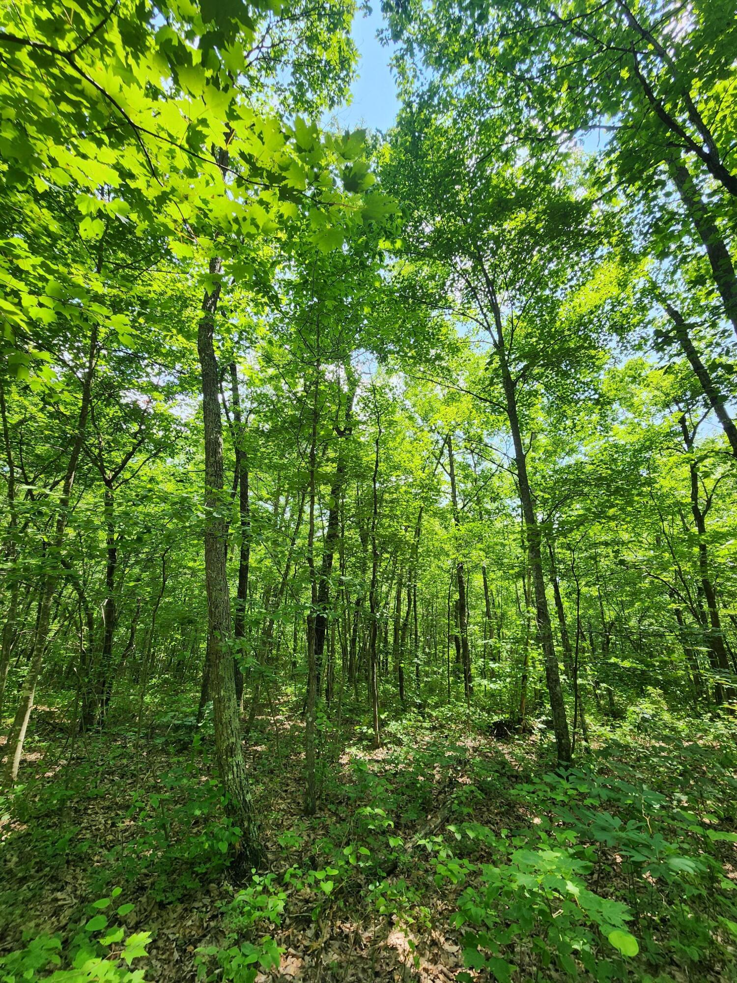 75 Hunters Trail Way, Unit 75 76 Altamont, TN 37301 - Photo 40 of 52 20230624_113914