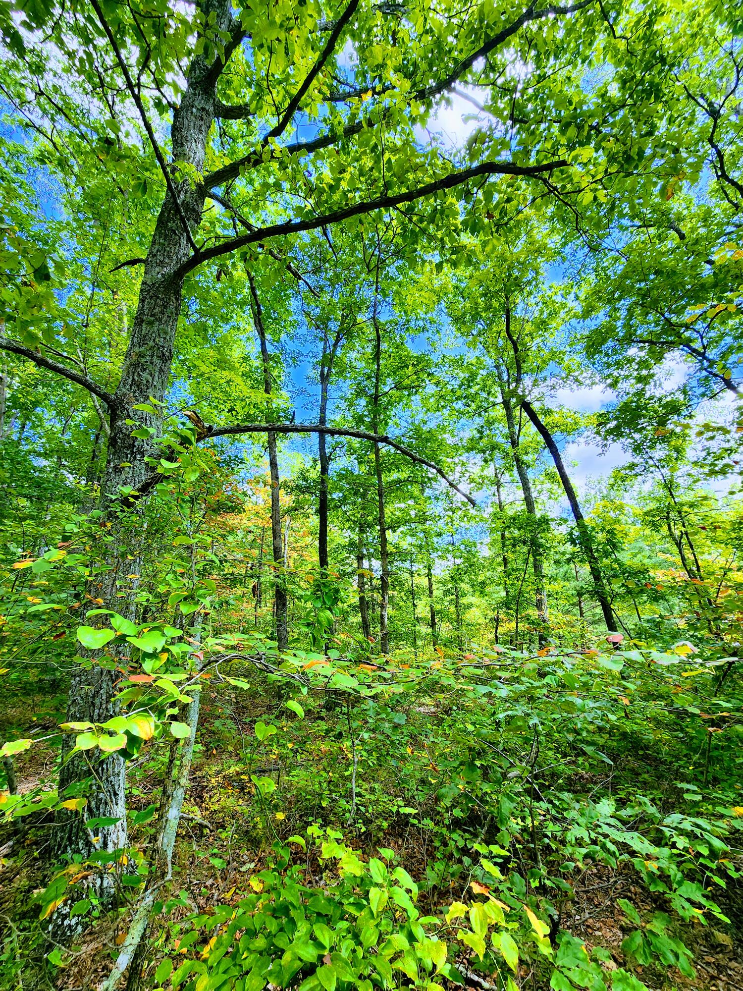 75 Hunters Trail Way, Unit 75 76 Altamont, TN 37301 - Photo 4 of 52 20220914_124957