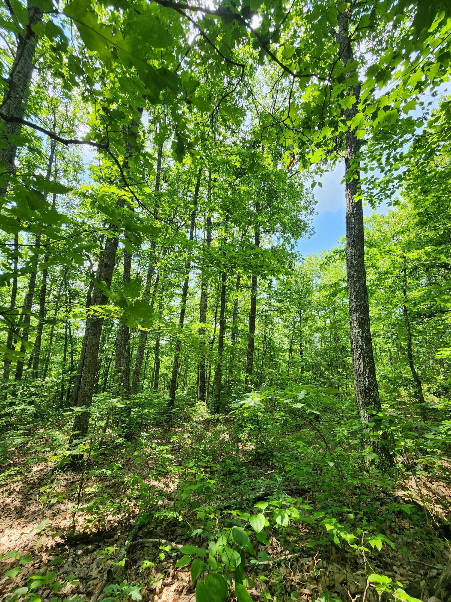 75 Hunters Trail Way, Unit 75 76 Altamont, TN 37301 - Photo 41 of 52 20230624_113858