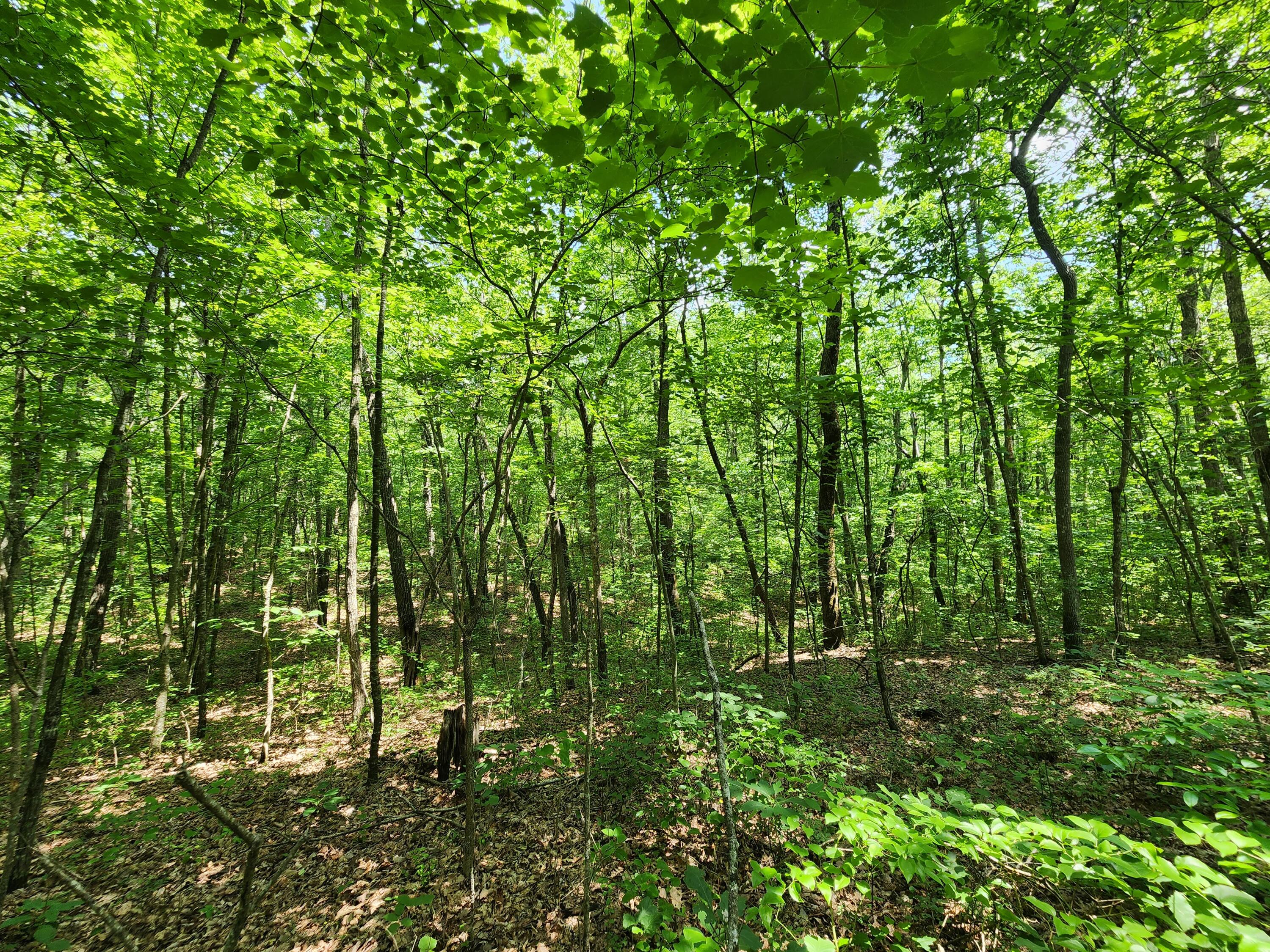 75 Hunters Trail Way, Unit 75 76 Altamont, TN 37301 - Photo 43 of 52 20230624_113750