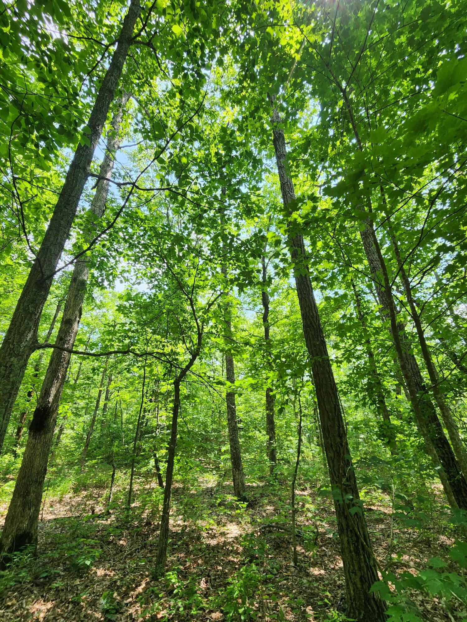 75 Hunters Trail Way, Unit 75 76 Altamont, TN 37301 - Photo 46 of 52 20230624_113620