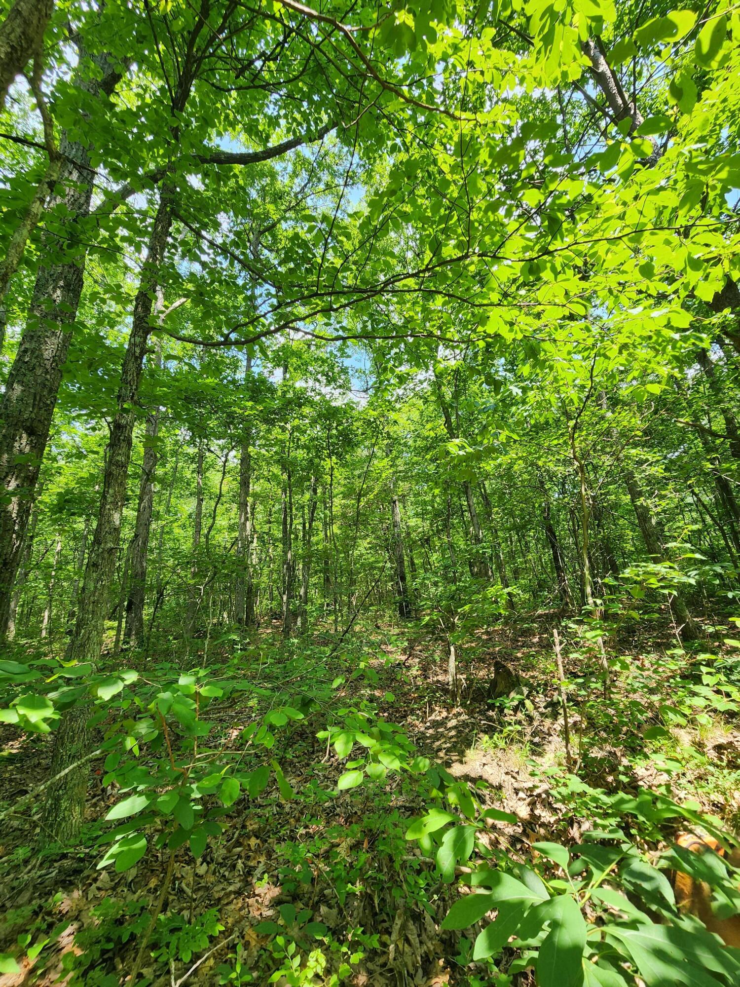 75 Hunters Trail Way, Unit 75 76 Altamont, TN 37301 - Photo 47 of 52 20230624_113549