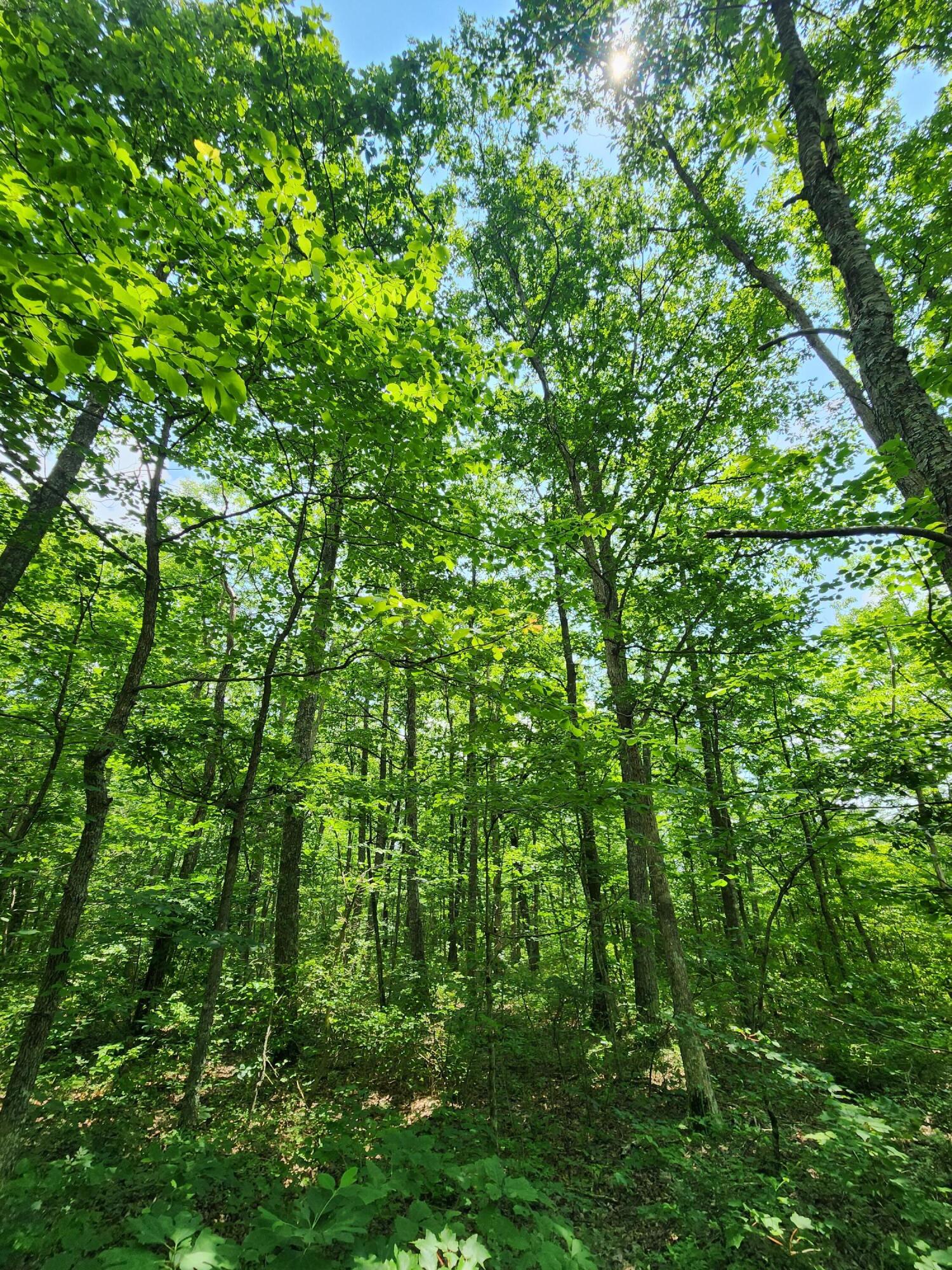 75 Hunters Trail Way, Unit 75 76 Altamont, TN 37301 - Photo 48 of 52 20230624_113525