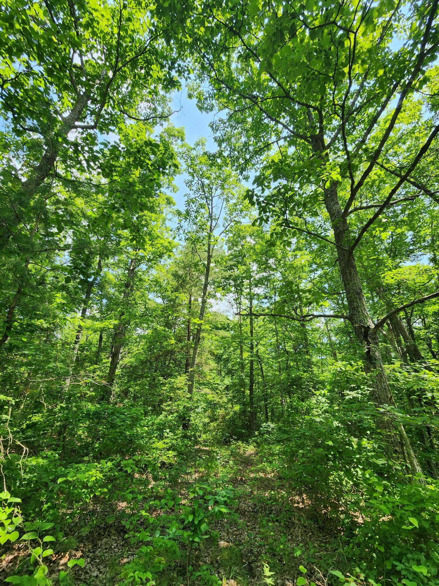 75 Hunters Trail Way, Unit 75 76 Altamont, TN 37301 - Photo 50 of 52 20230624_113508