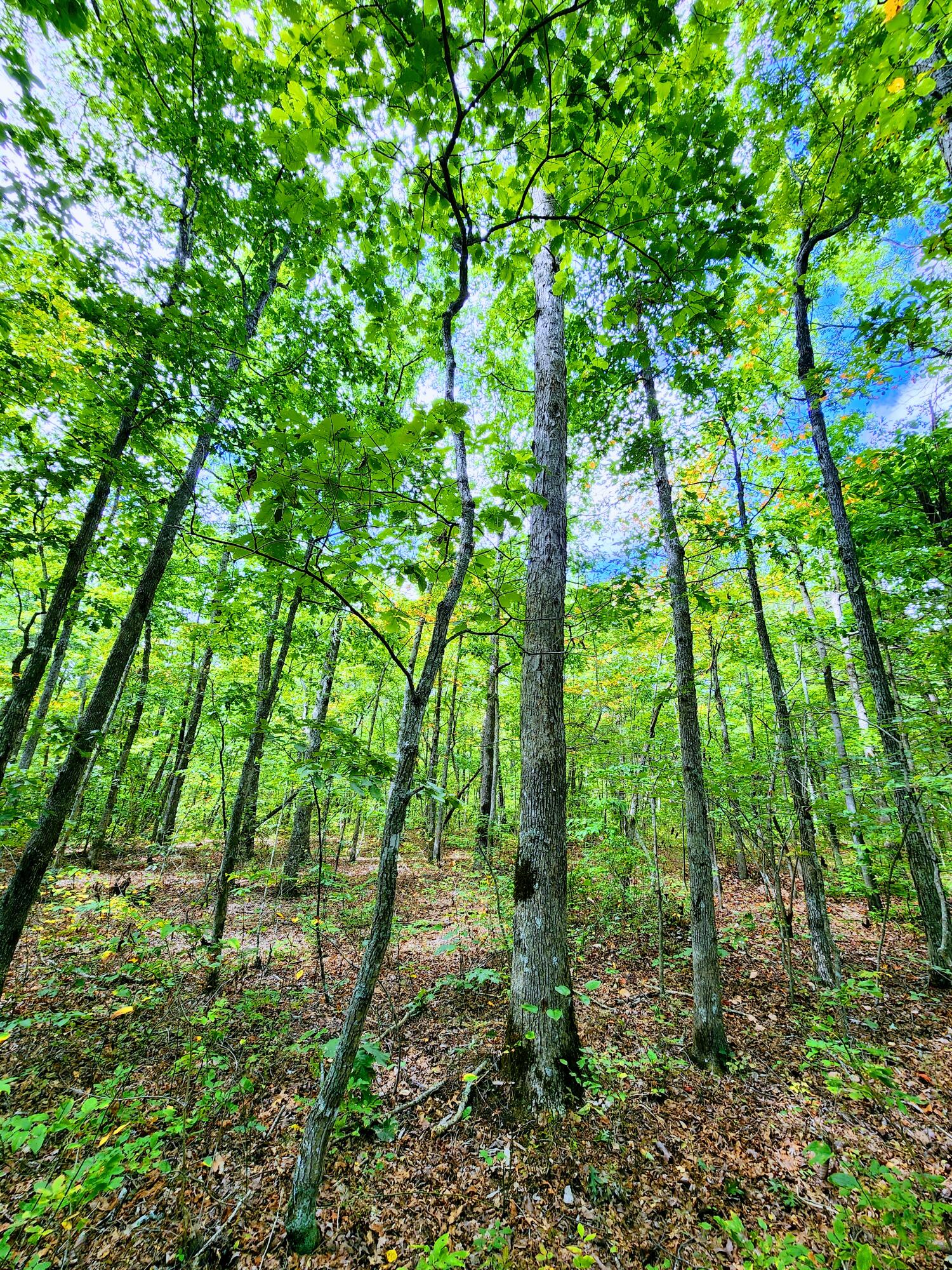 75 Hunters Trail Way, Unit 75 76 Altamont, TN 37301 - Photo 5 of 52 20220914_125126