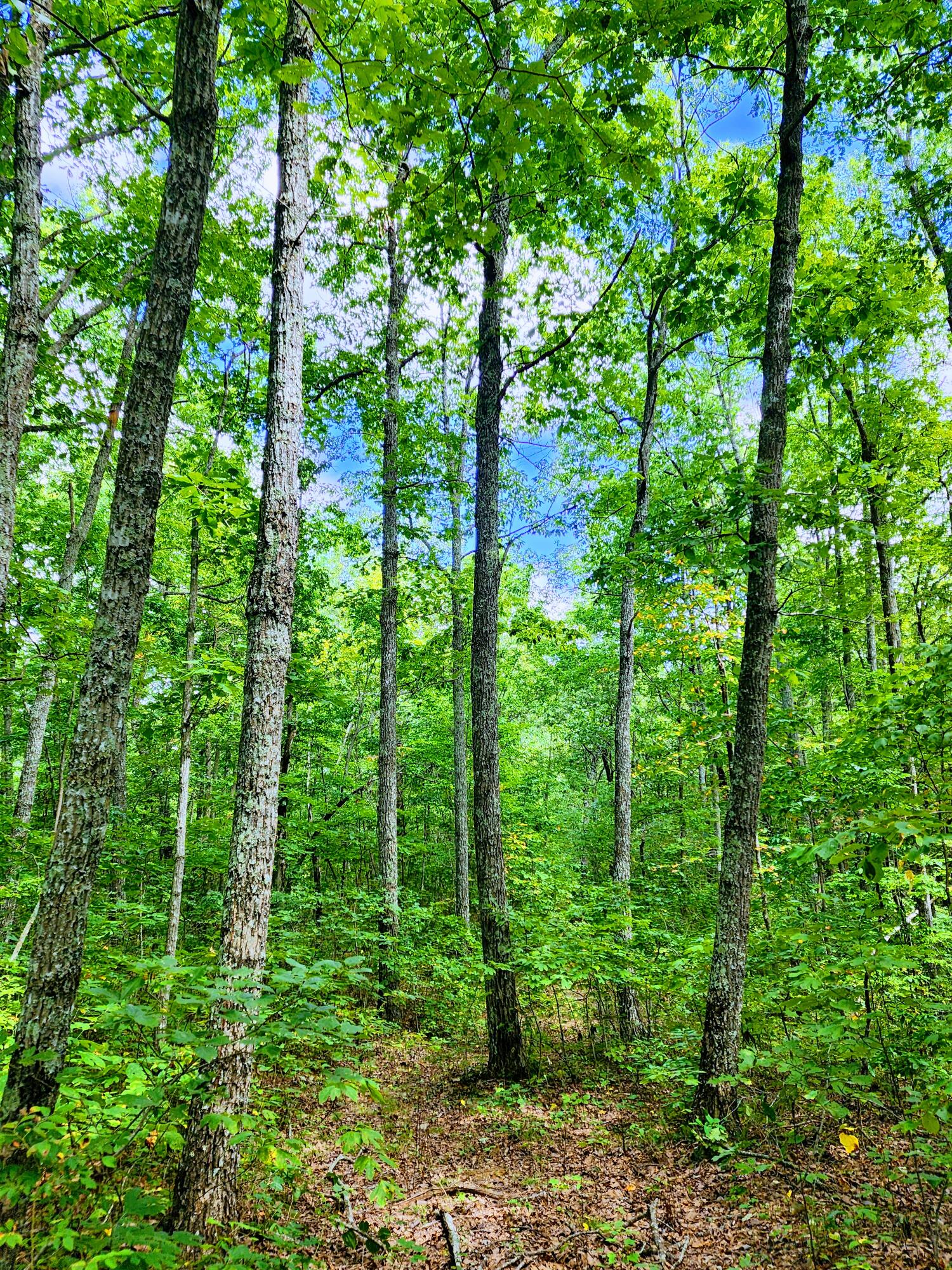 75 Hunters Trail Way, Unit 75 76 Altamont, TN 37301 - Photo 8 of 52 20220914_130330~2