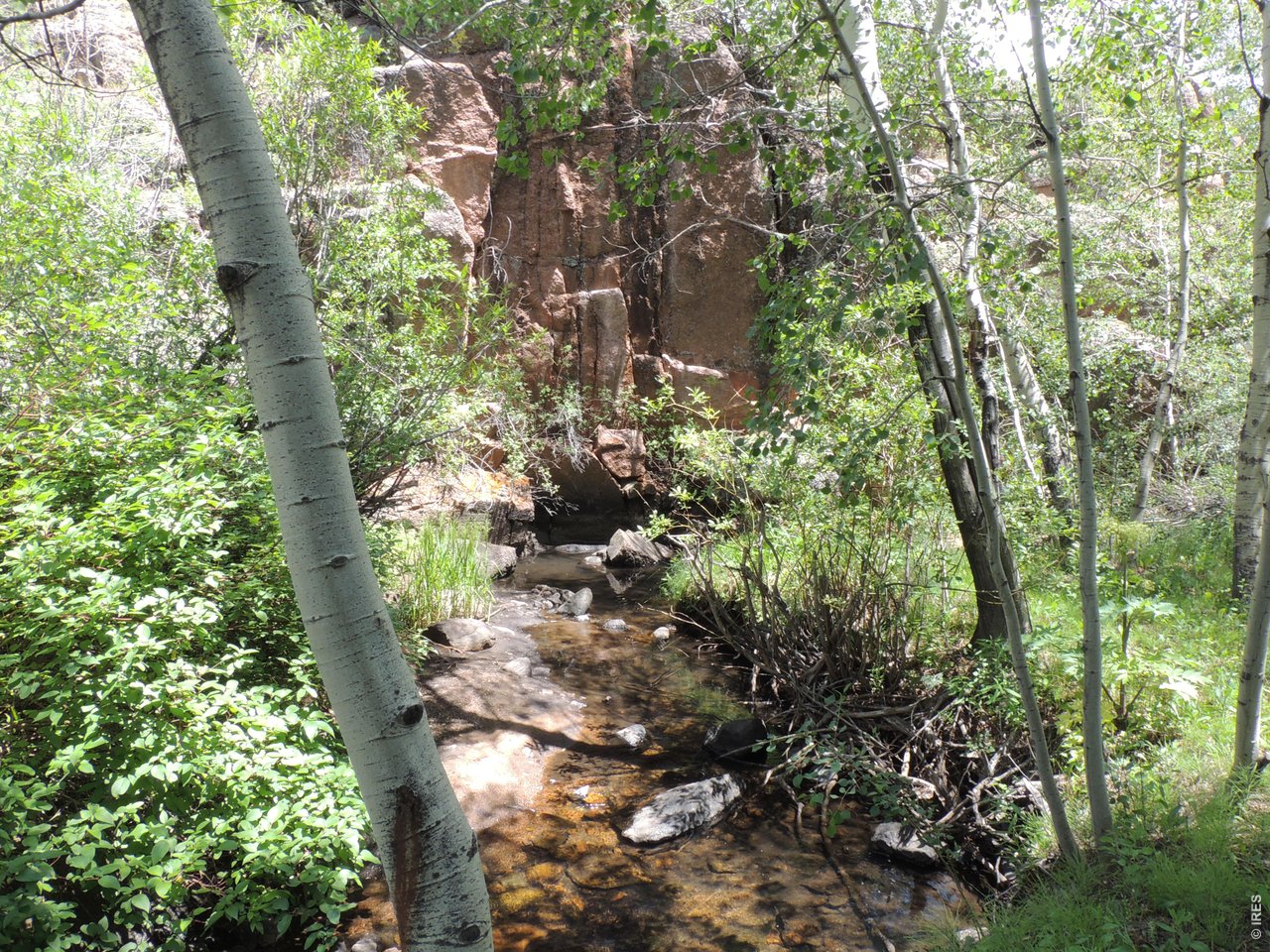 2300 Red Ashby Road Livermore, CO 80536 - Photo 32 of 32 Aspen all along the creek