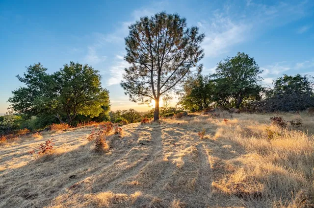 a view of a dirt yard with a large tree