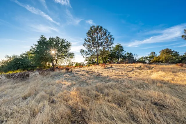 a view of a yard with a tree
