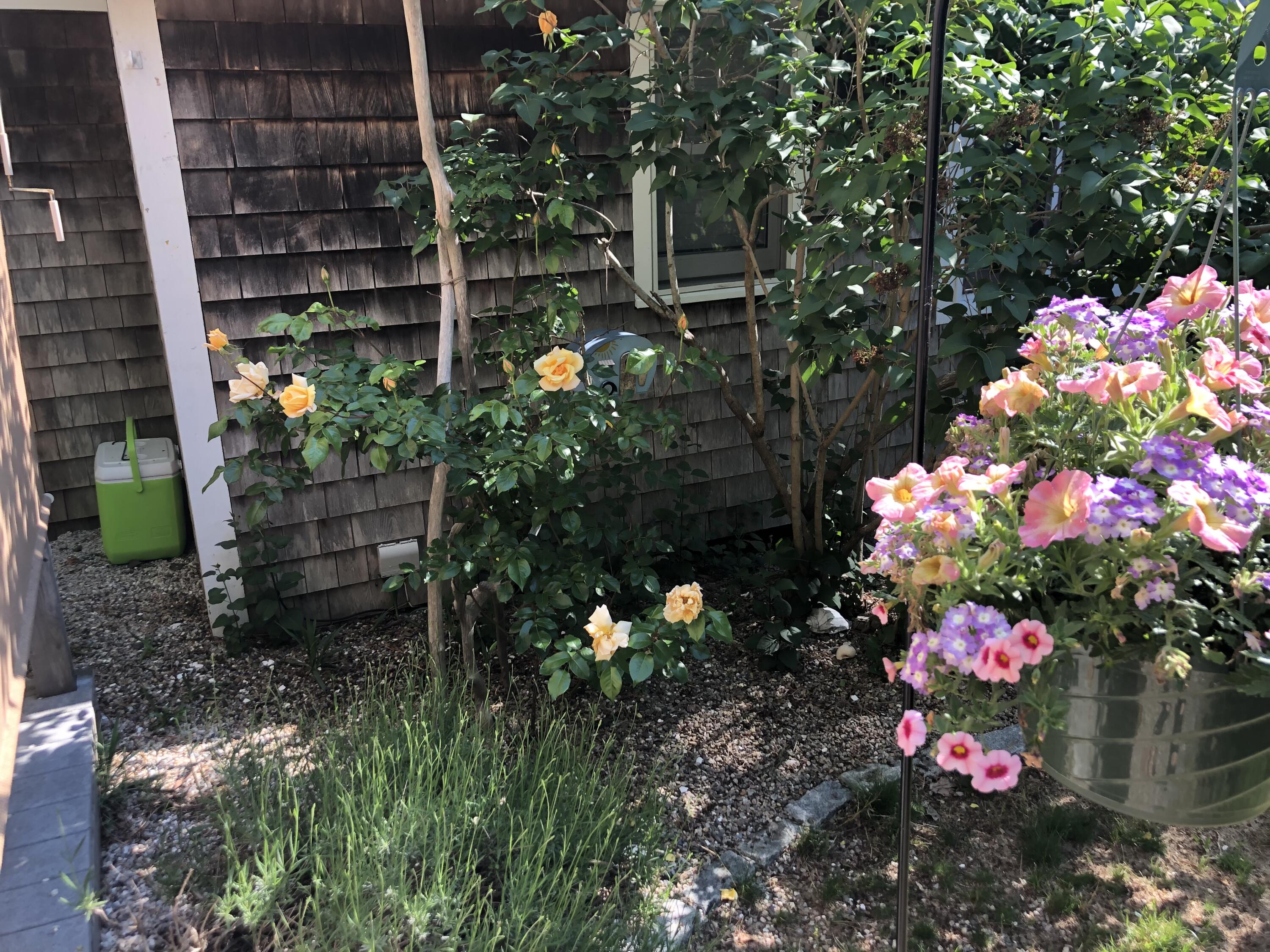 82 Shore Road, Unit 9 Truro, MA 02666 - Photo 35 of 36 a view of a flower in a yard