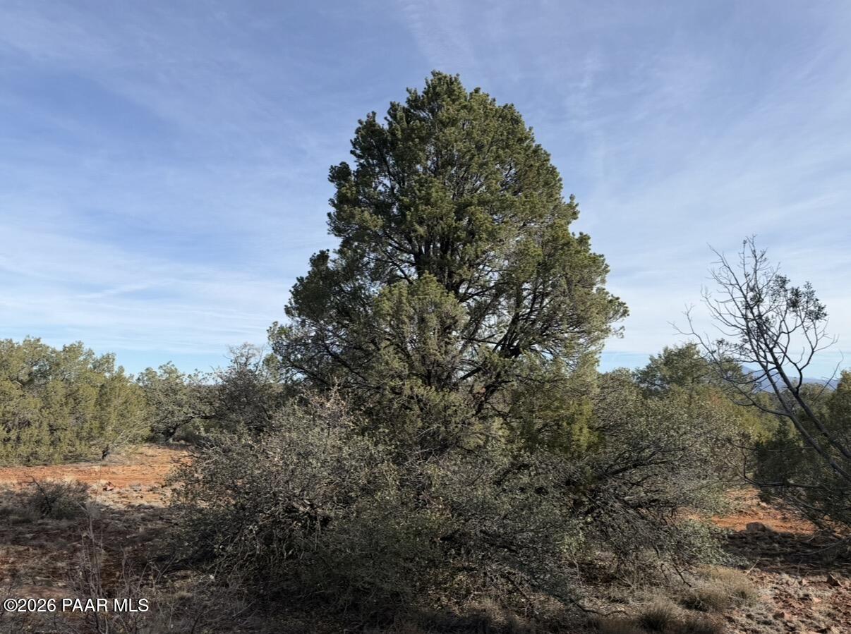 66 A Howling Wolf Road Ash Fork, AZ 86320 - Photo 5 of 10 a view of a yard