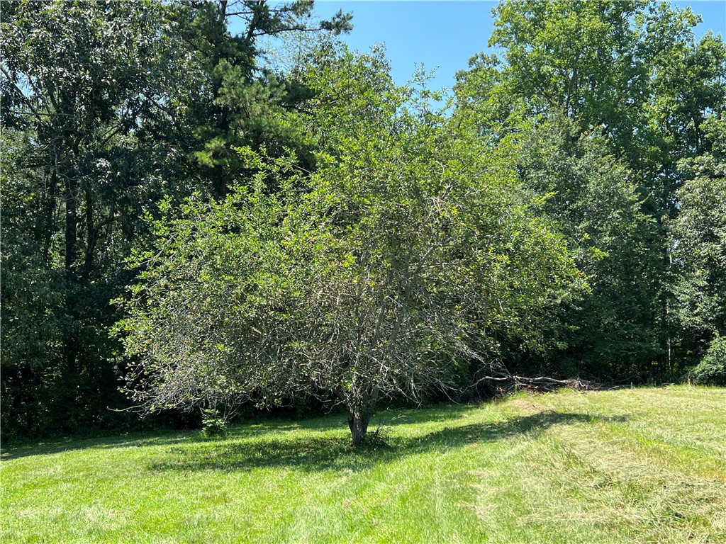 235 Alexander Road Salem, SC 29676 - Photo 36 of 44 Apple tree