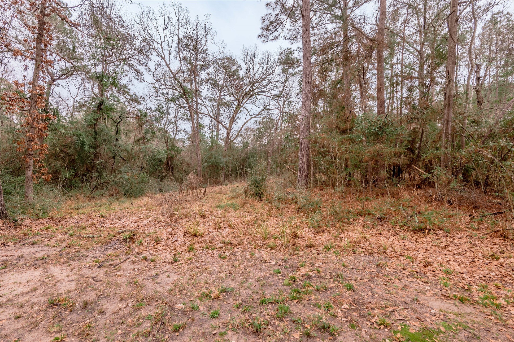 20 Tall Timbers Way Huntsville, TX 77320 - Photo 36 of 41 a view of a dry yard with trees