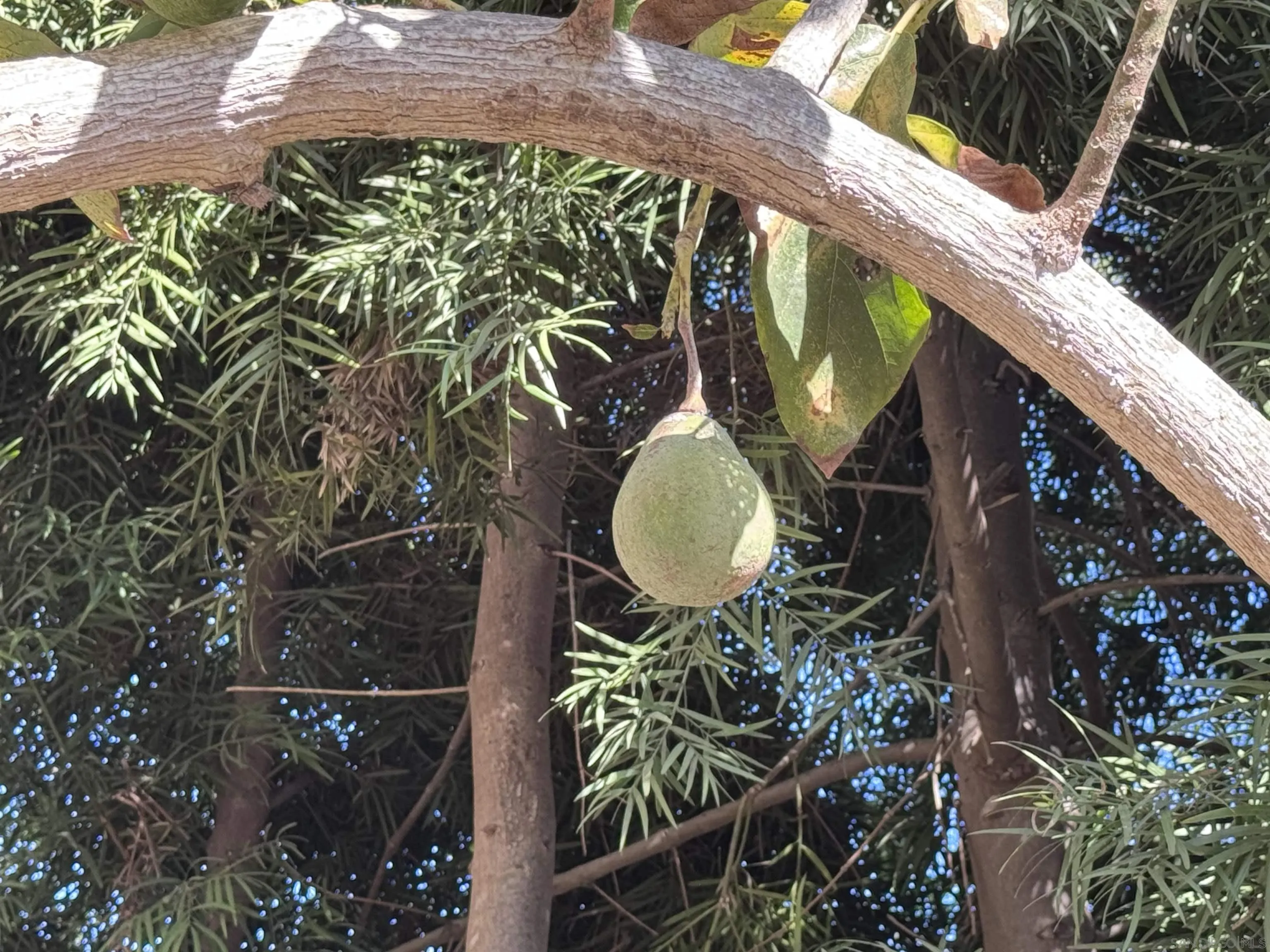 506 South Freeman Street Oceanside, CA 92054 - Photo 17 of 20 a backyard of a house
