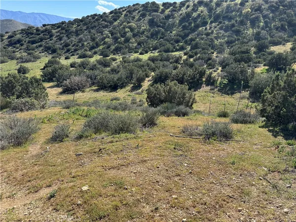 a view of a dry yard with green space