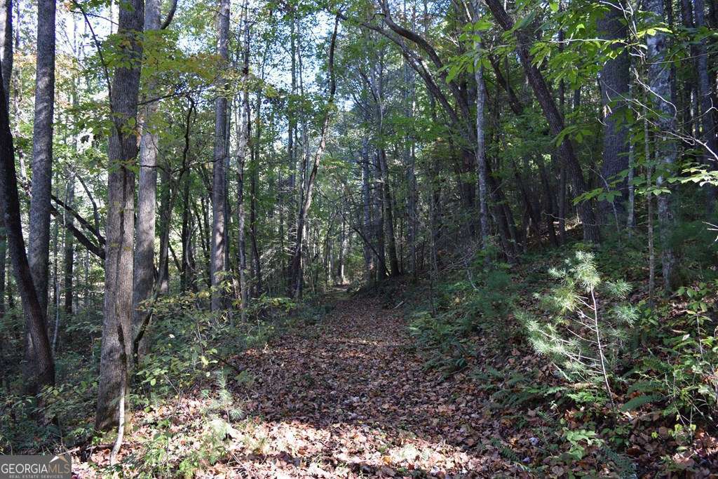 32.98-acres Zion Hill Road Ellijay, GA 30540 - Photo 12 of 12 a view of a forest filled with lots of trees