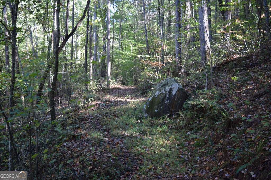 32.98-acres Zion Hill Road Ellijay, GA 30540 - Photo 5 of 12 a view of a forest with trees
