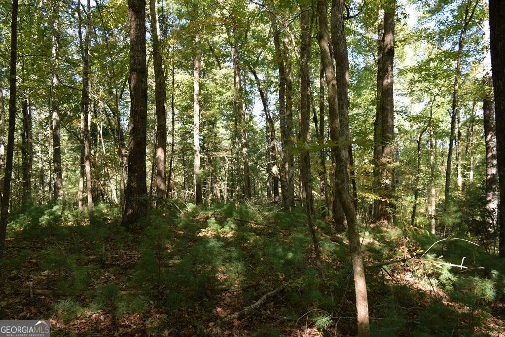 32.98-acres Zion Hill Road Ellijay, GA 30540 - Photo 8 of 12 a view of forest