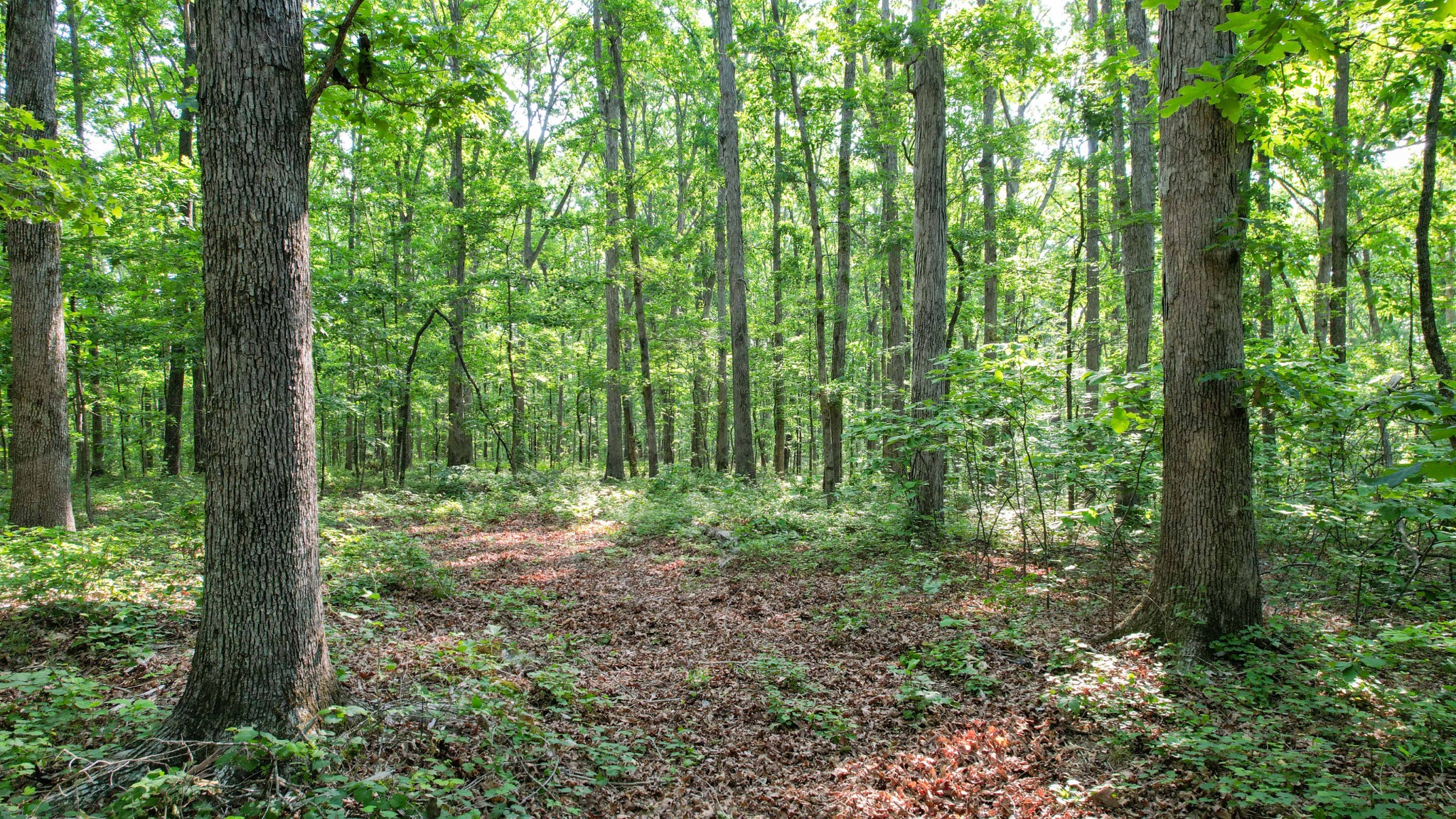 1267 Wades Branch Road Centerville, TN 37033 - Photo 60 of 73
