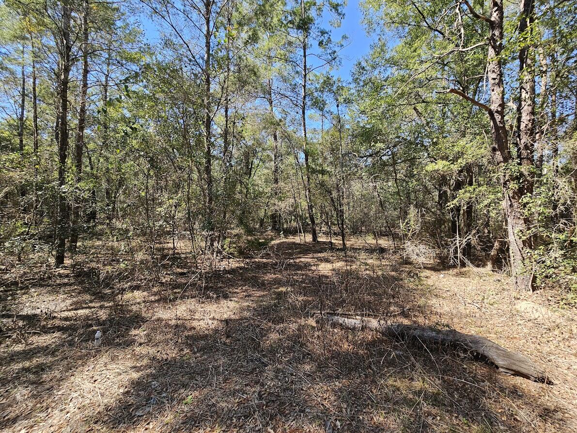 830 4 Mile Road Freeport, FL 32439 - Photo 8 of 8 a view of a forest filled with trees