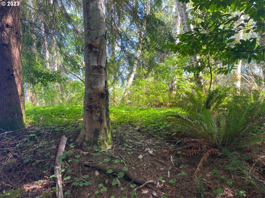 Rector Street Wheeler, OR 97147 - Photo 5 of 13 a view of outdoor space and green space