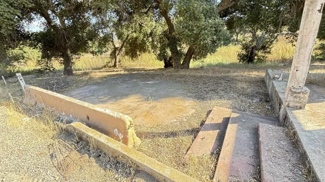 a view of a yard with large trees