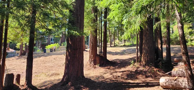 a view of a yard with large trees and sign
