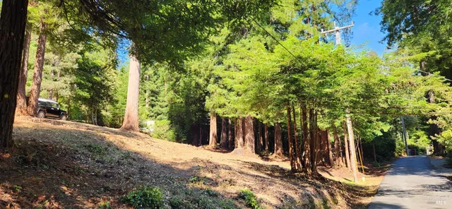 a view of a backyard with plants and trees