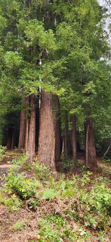 a fire hydrant in the middle of a field