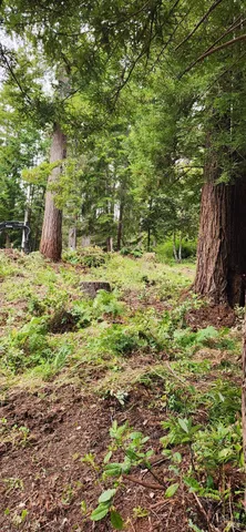 a view of yard with tree