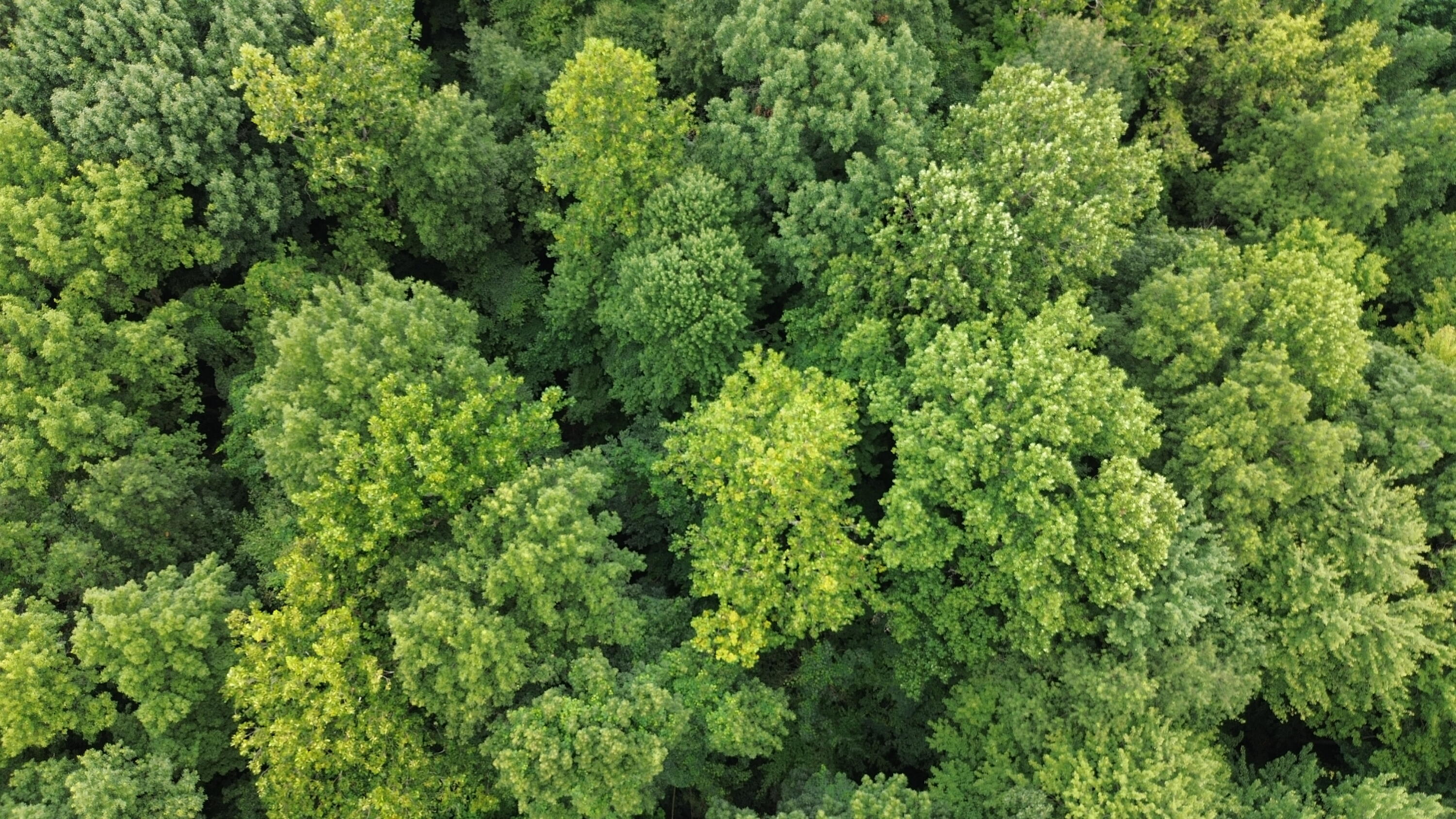 Tharp Lake Road Cassopolis, MI 49031 - Photo 4 of 22 Aerial View