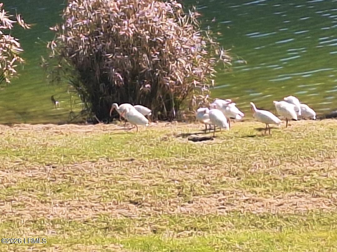 91 Front Street St. Helena Island, SC 29920 - Photo 57 of 66 Richard Sweat - 50-ducks 2