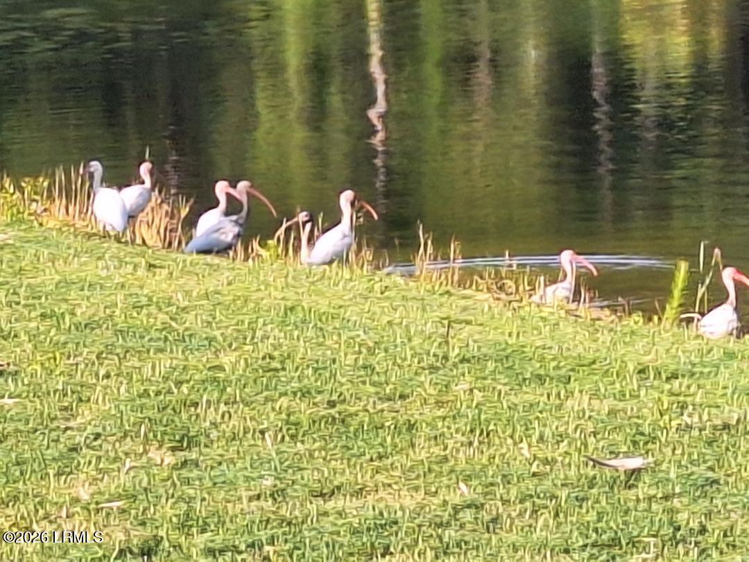 91 Front Street St. Helena Island, SC 29920 - Photo 58 of 66 Richard Sweat - 51-egrets
