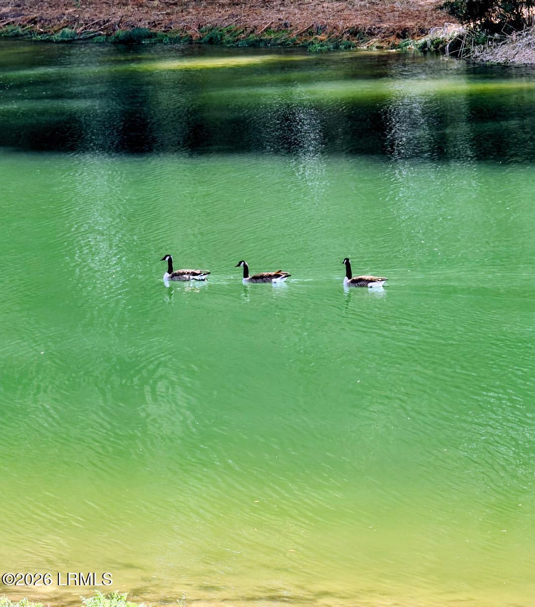 91 Front Street St. Helena Island, SC 29920 - Photo 59 of 66 Richard Sweat - 52-Geese