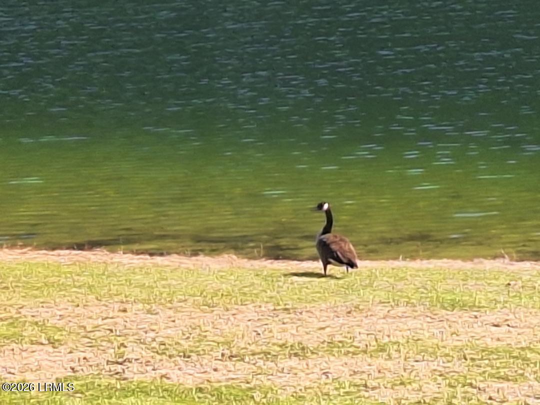 91 Front Street St. Helena Island, SC 29920 - Photo 60 of 66 Richard Sweat - 53-geese1