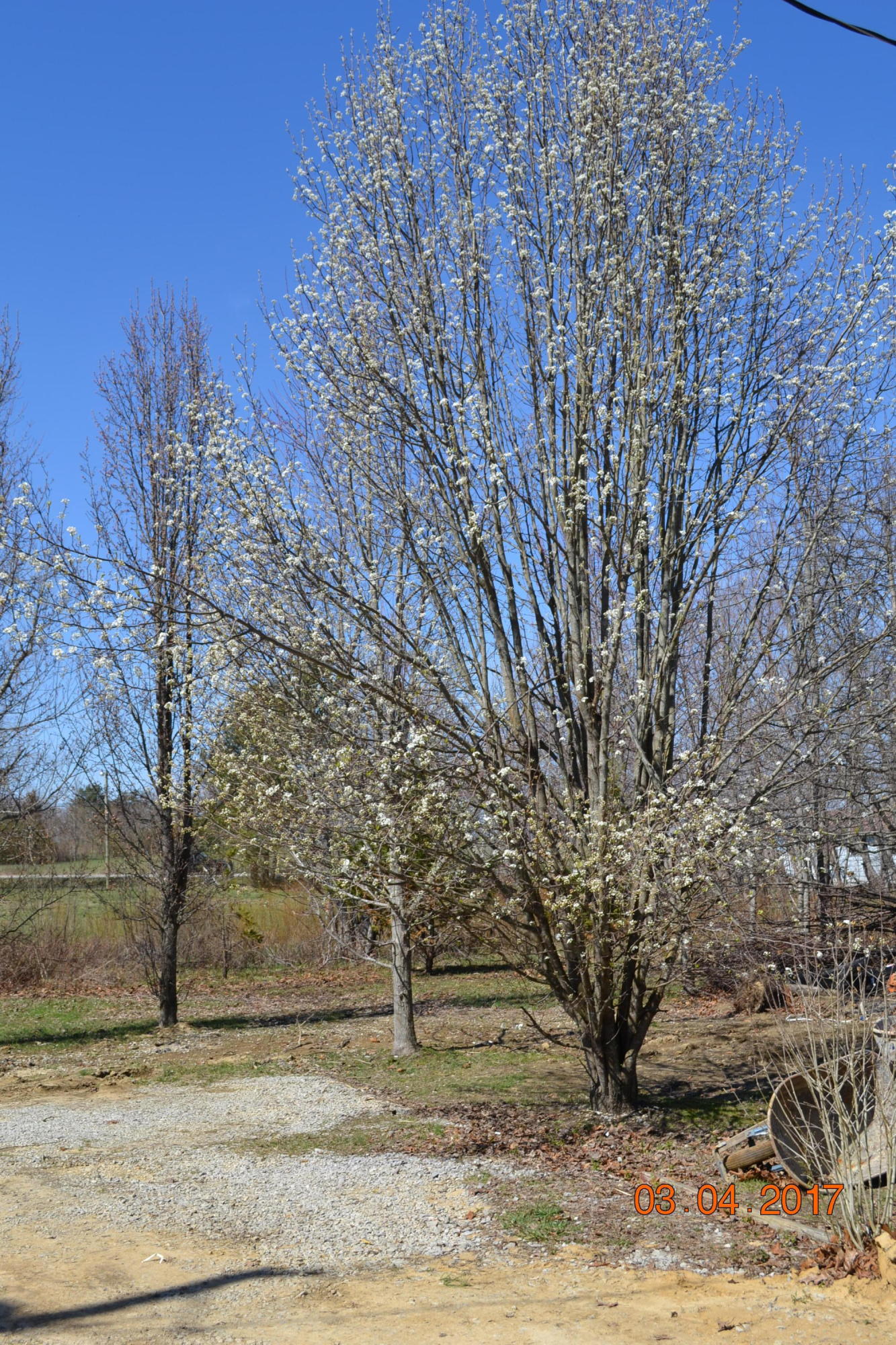 1011 Ashburn Road Monterey, TN 38574 - Photo 21 of 26 DSC_0708