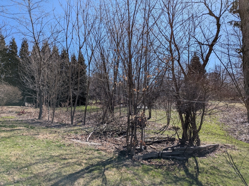 78 Leeds Street Worcester, MA 01606 - Photo 8 of 15 a view of a tree in the middle of a yard