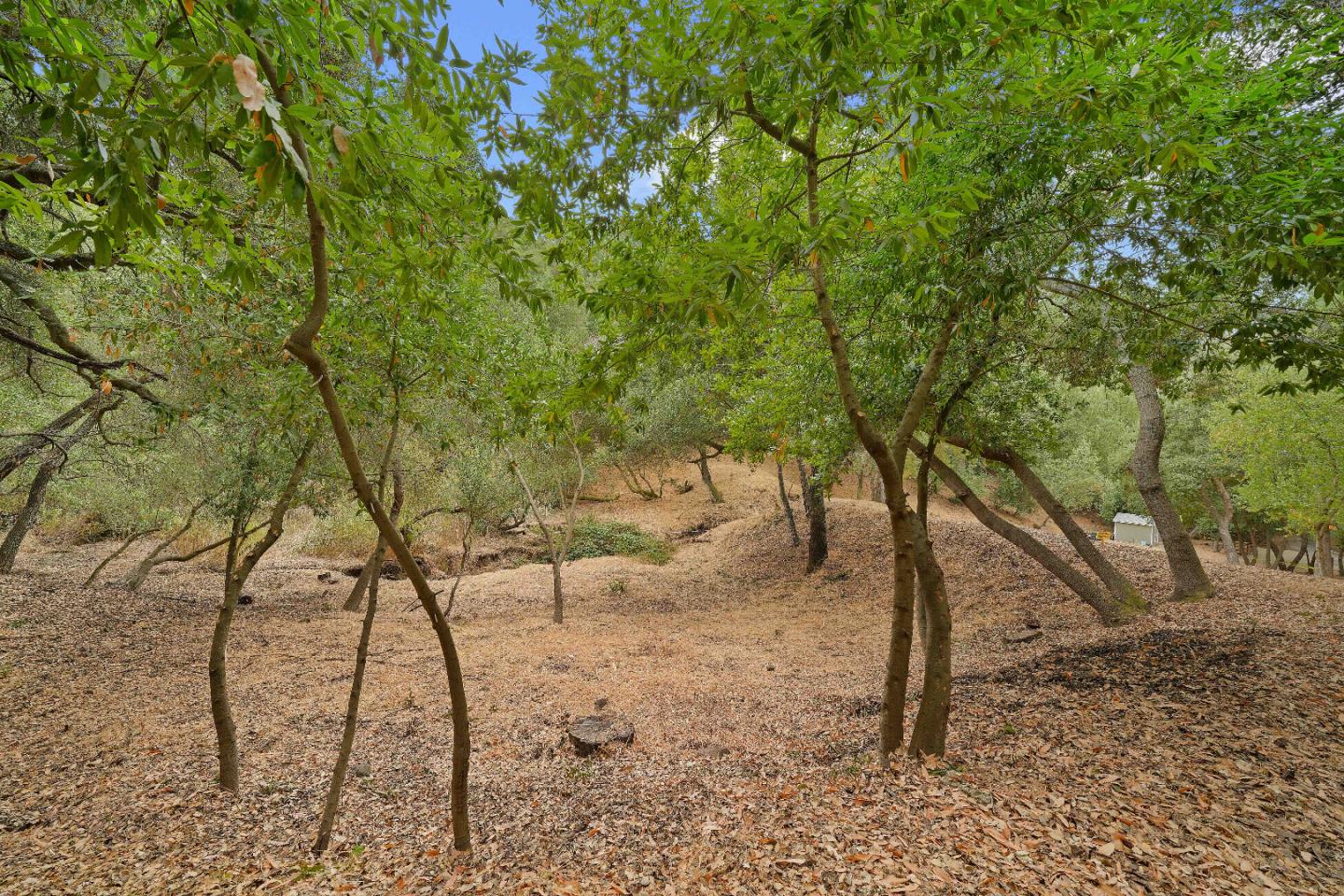 15397 Kennedy Road Los Gatos, CA 95032 - Photo 16 of 21 a view of a yard with a tree