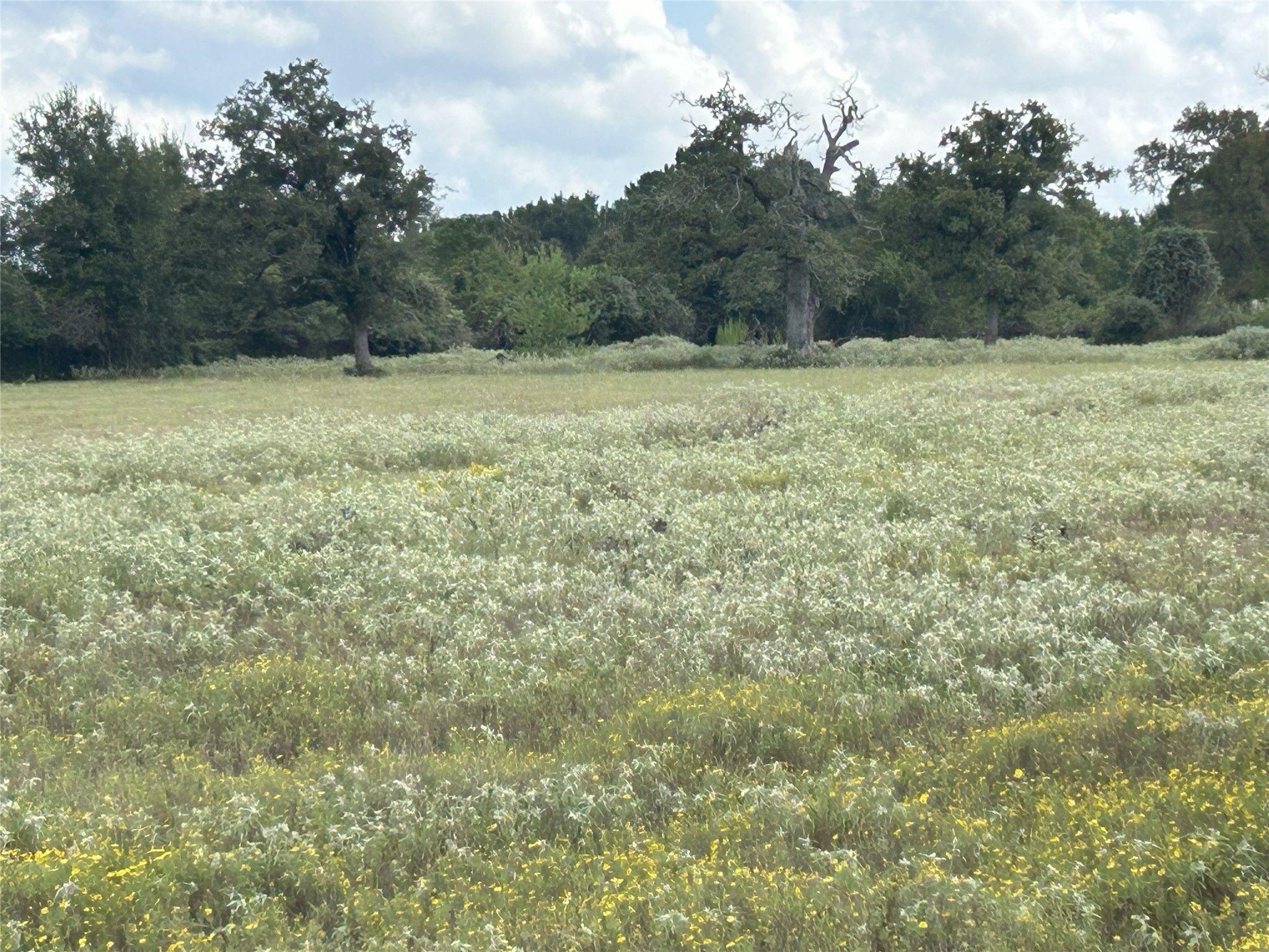 32868 Fm 1736 Road Hempstead, TX 77445 - Photo 15 of 18 a view of a field with trees in the background