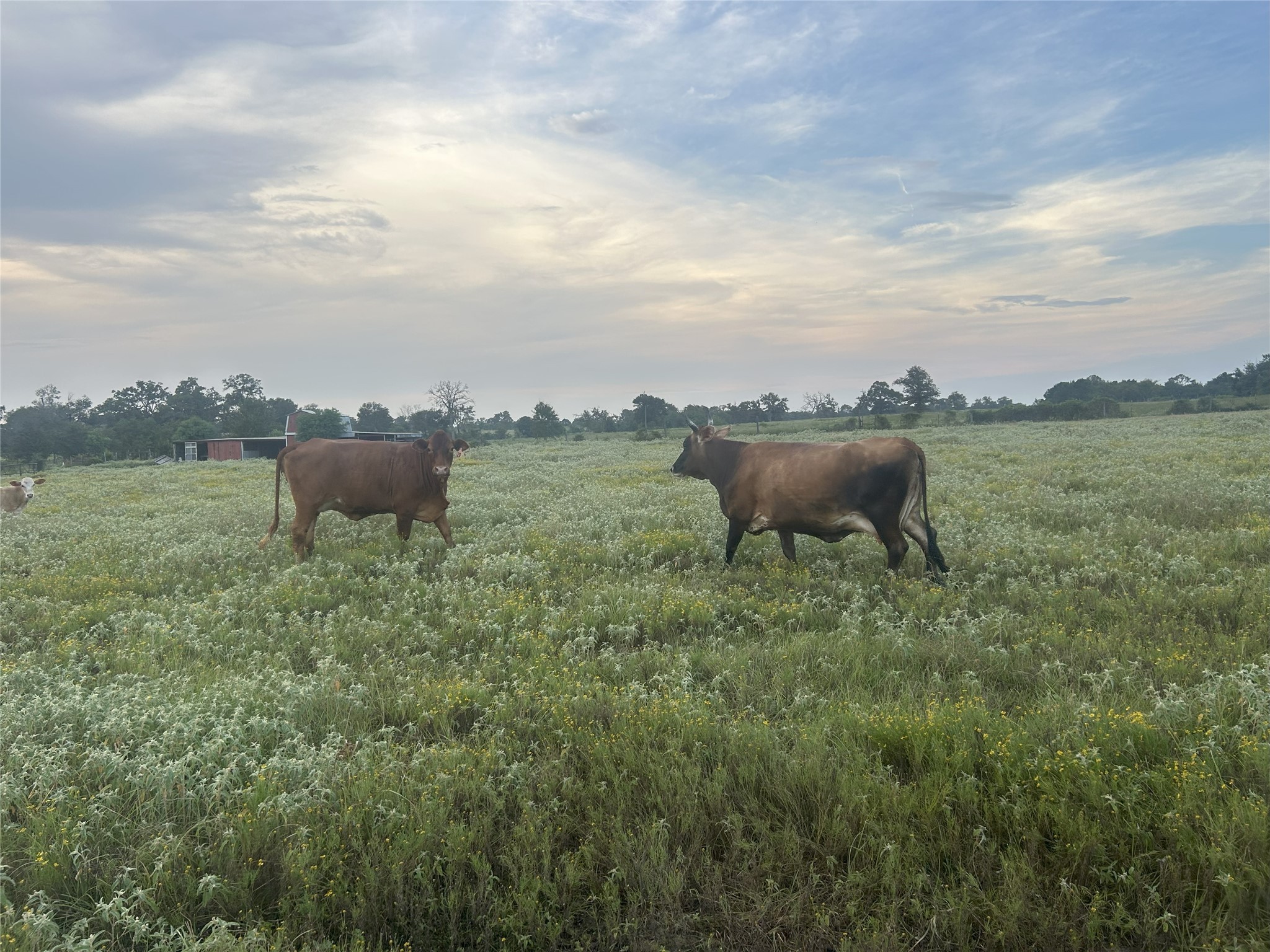 32868 Fm 1736 Road Hempstead, TX 77445 - Photo 5 of 18 a view of a garden with an outdoor seating