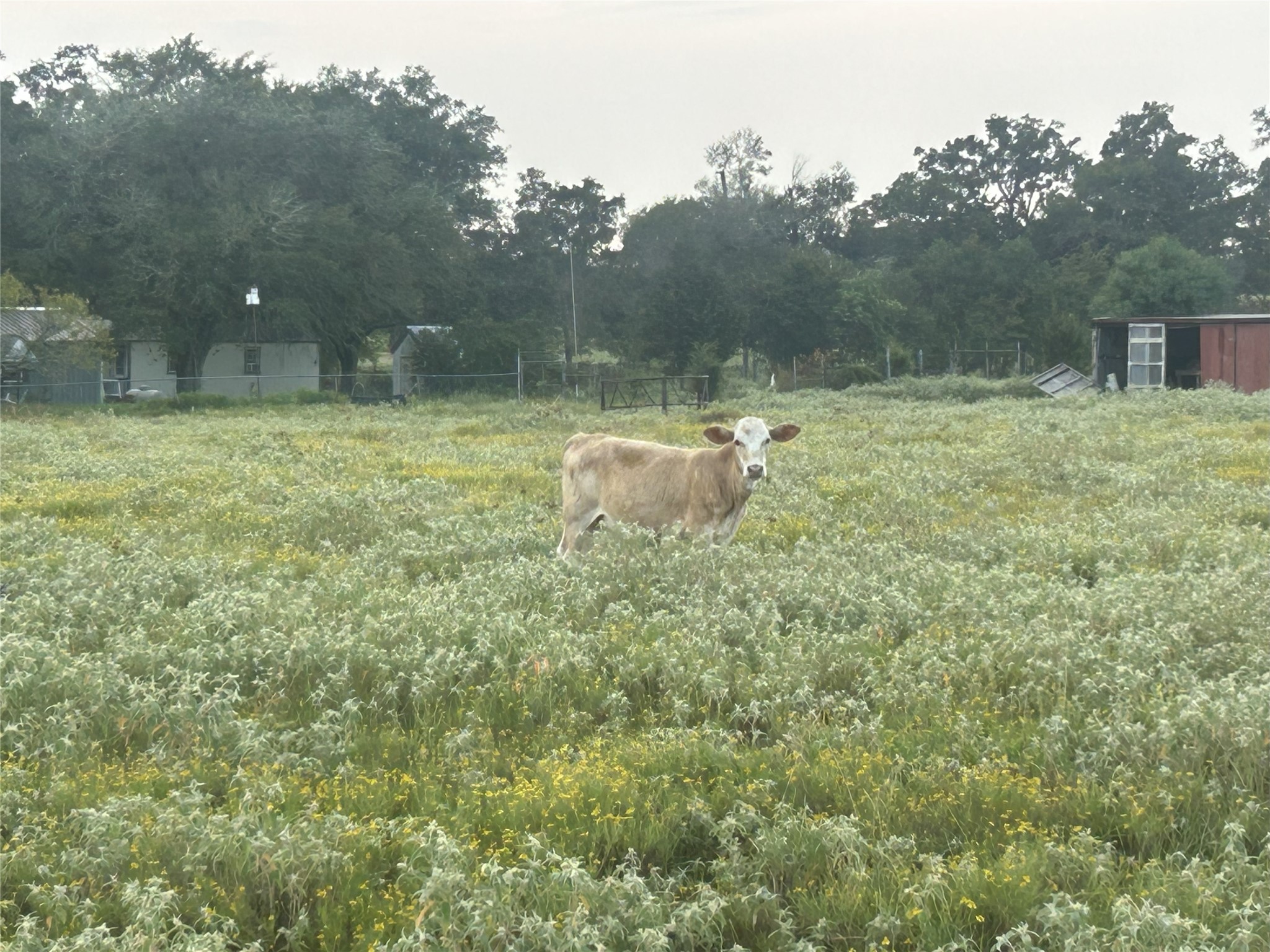 32868 Fm 1736 Road Hempstead, TX 77445 - Photo 6 of 18 a view of a back yard