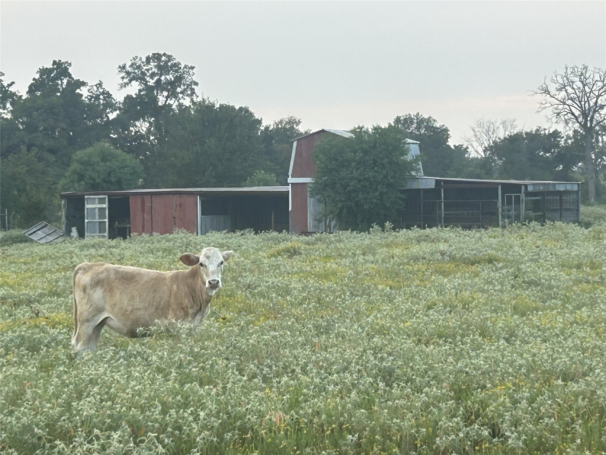 32868 Fm 1736 Road Hempstead, TX 77445 - Photo 7 of 18 a backyard of a house with lots of green space