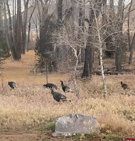 $42,000 | 1 Mountain View Trail, Antonito, CO 81120