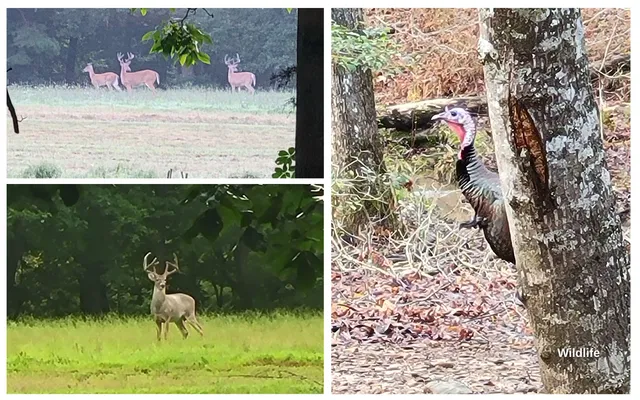 $850,000 | 2907 Mowbray Pike, Soddy Daisy, TN 37379