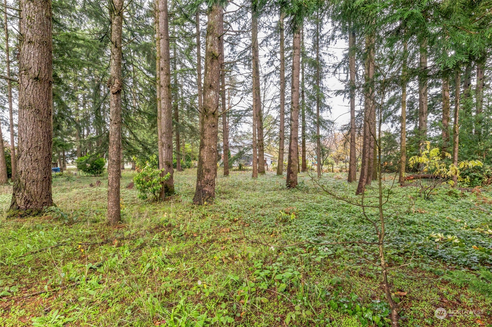 7920 187th Avenue Southwest Rochester, WA 98579 - Photo 27 of 28 a big yard with lots of green space and trees