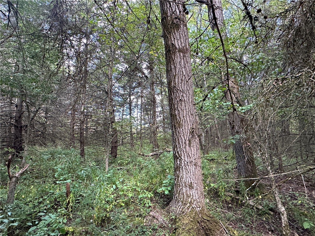 Lot 7 Mc Andrews Road Andover, NY 14806 - Photo 13 of 25