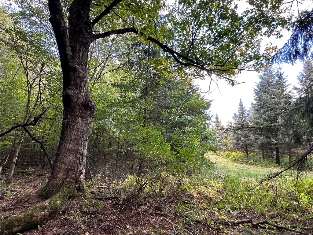 Lot 7 Mc Andrews Road Andover, NY 14806 - Photo 2 of 25